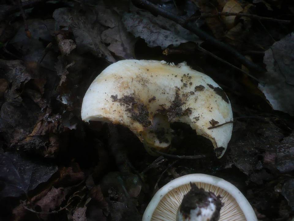 Lactarius evosmus image