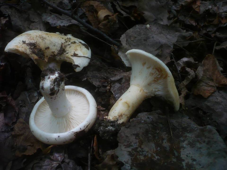 Lactarius evosmus image
