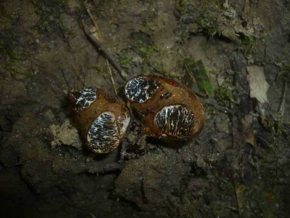 Melanogaster variegatus image