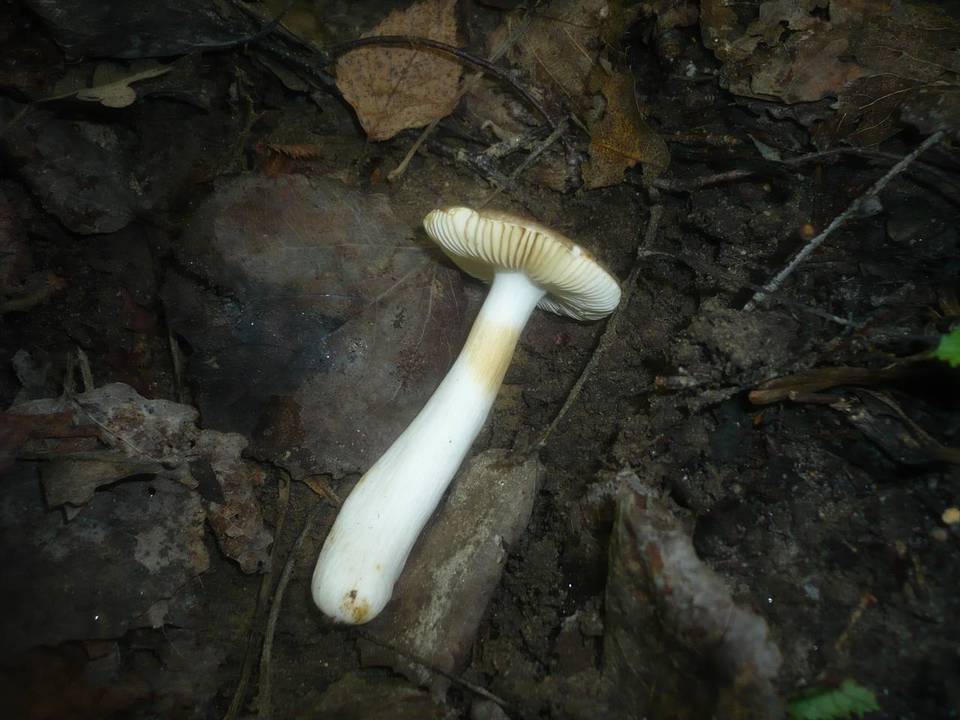 Russula versatilis image