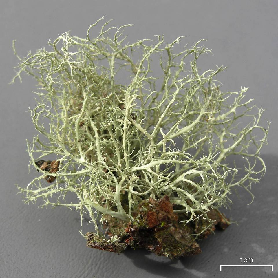 Ramalina willeyi image