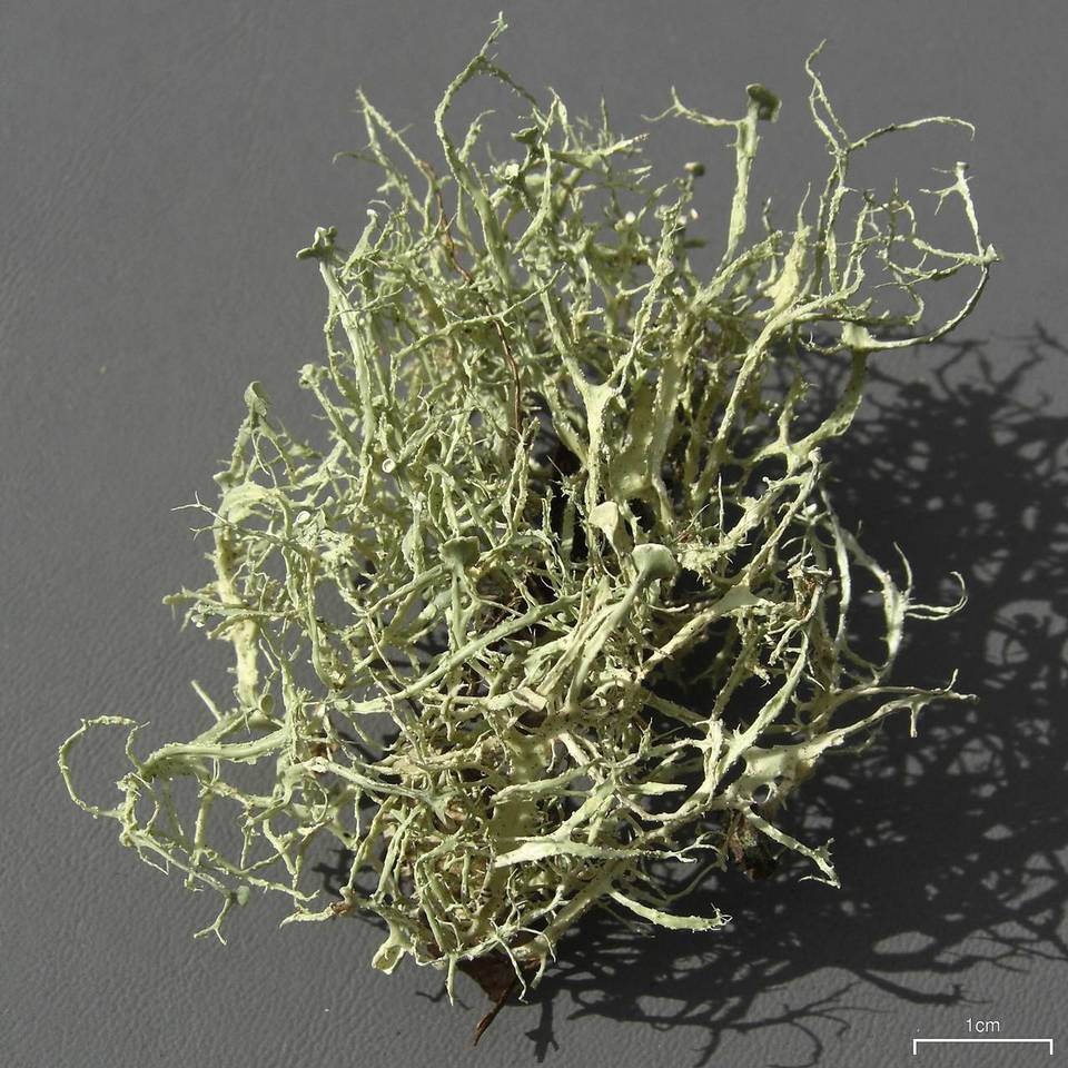 Ramalina willeyi image