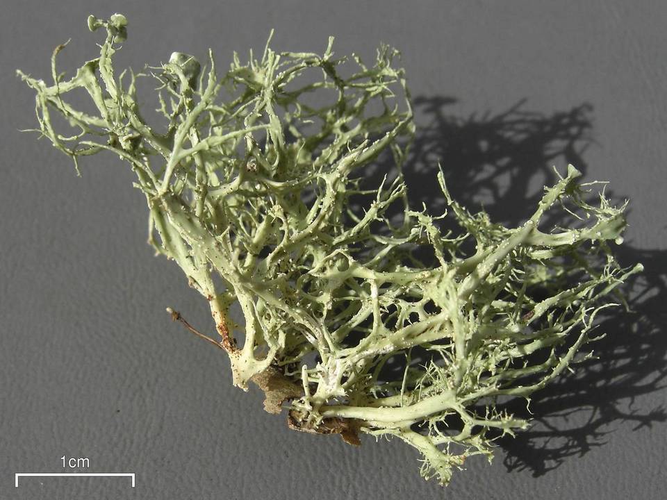 Ramalina willeyi image