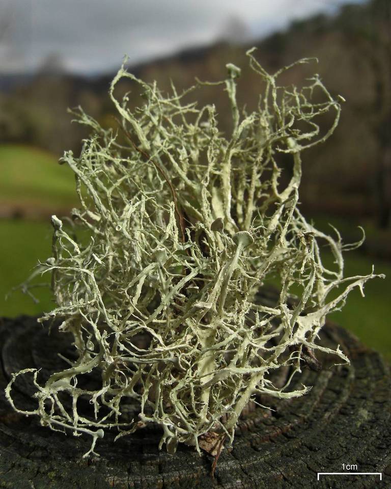 Ramalina willeyi image