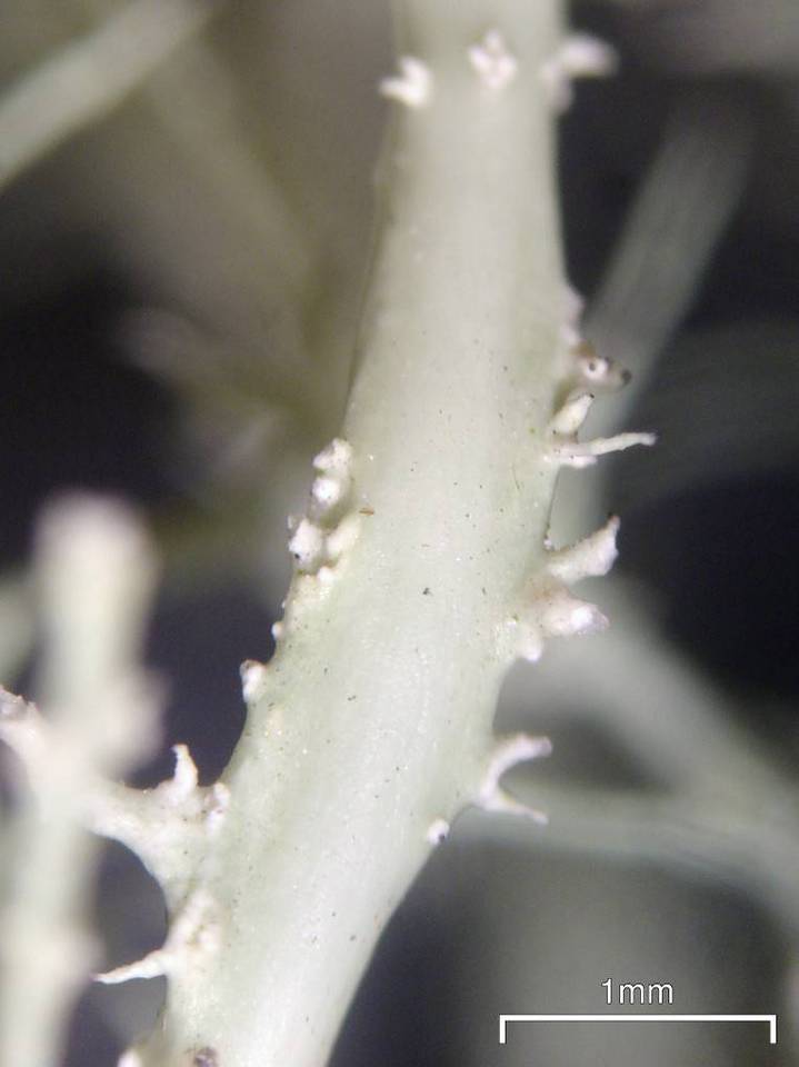 Ramalina willeyi image