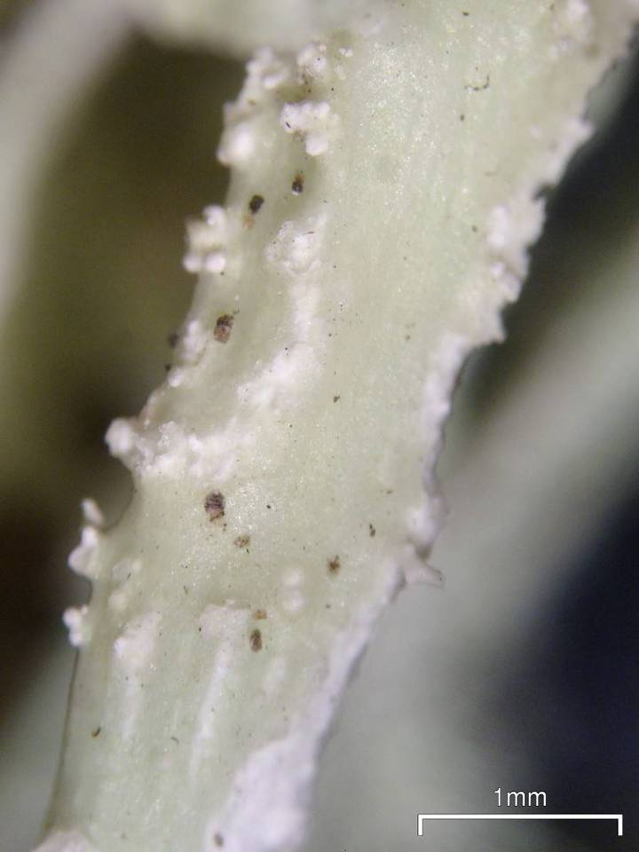 Ramalina willeyi image