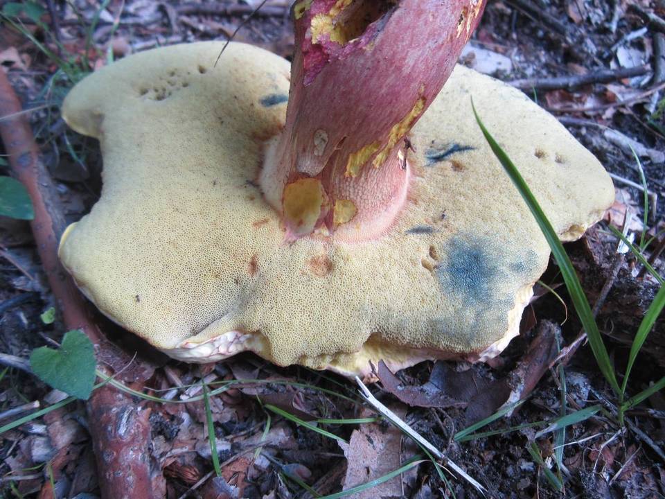 Boletus bicolor var. subreticulatus image