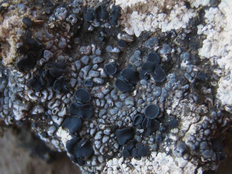 Toninia coelestina image