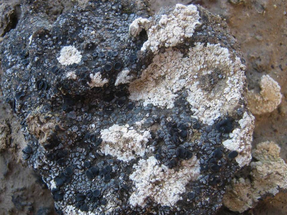 Toninia coelestina image