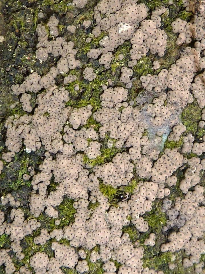 Hypoxylon lenormandii image
