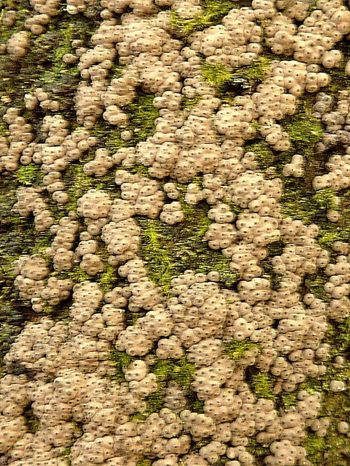 Hypoxylon lenormandii image