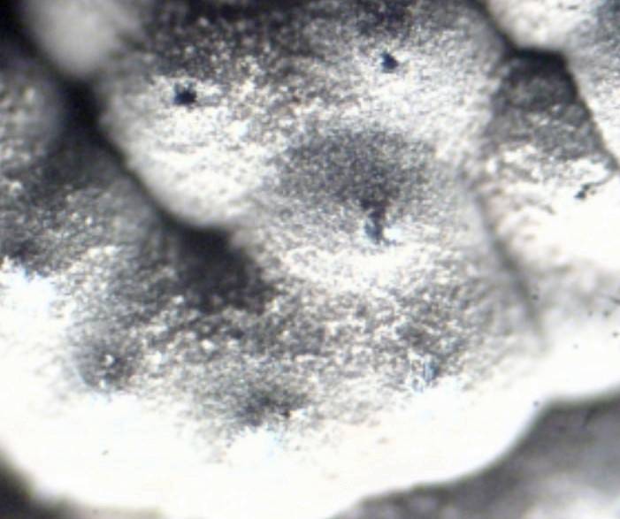 Hypoxylon lenormandii image