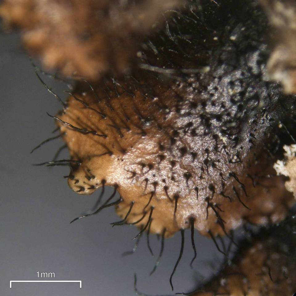 Parmotrema subisidiosum image