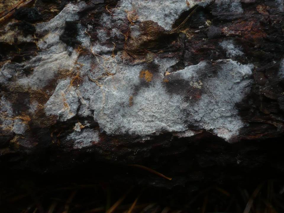Botryobasidium conspersum image