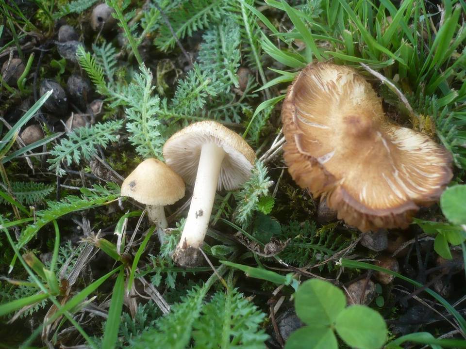 Inocybe fuscidula image