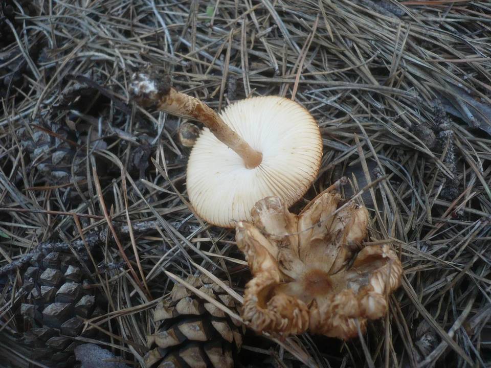 Lepiota subalba image