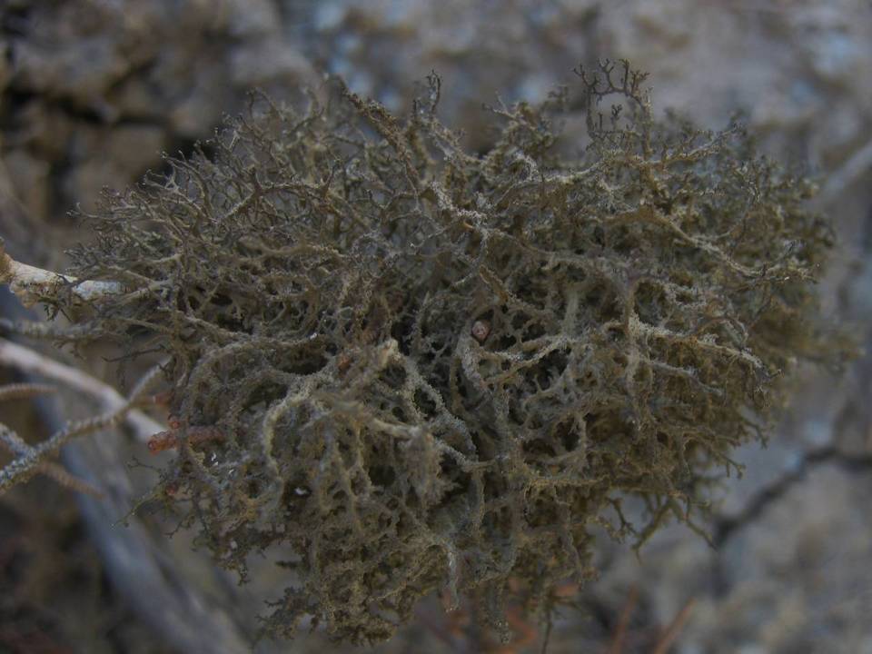 Tornabea scutellifera image