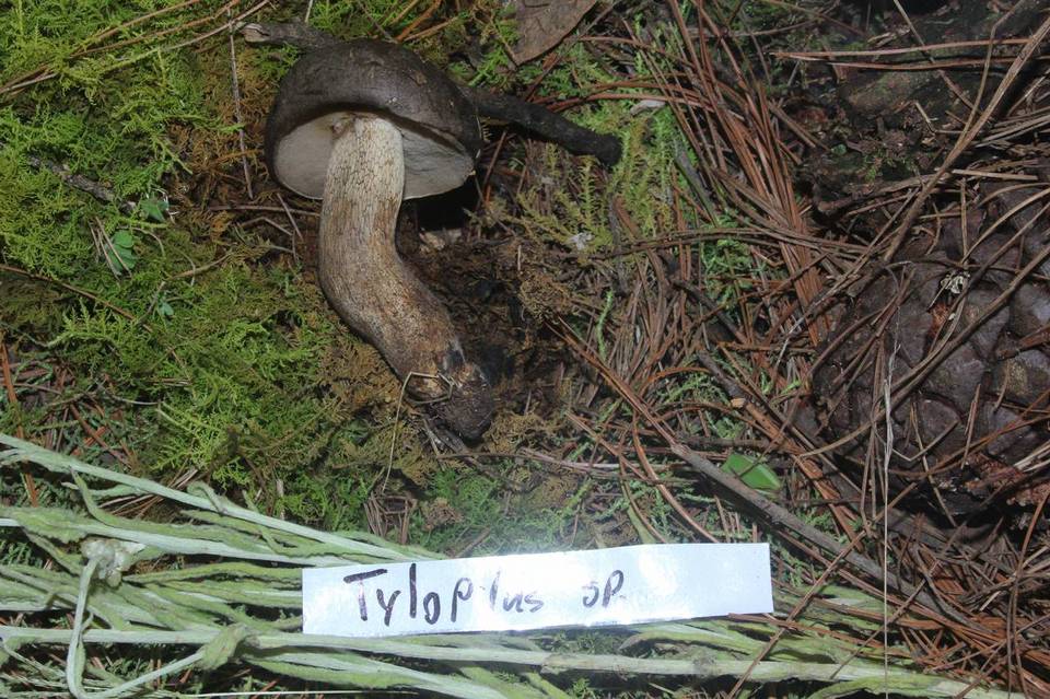 Tylopilus obscurus image