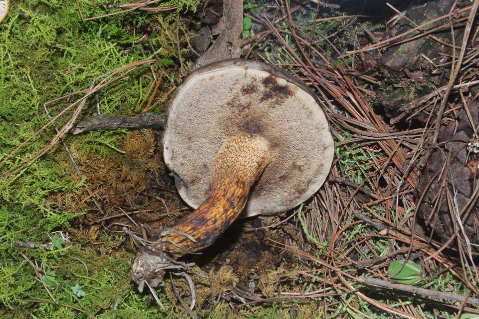 Tylopilus obscurus image