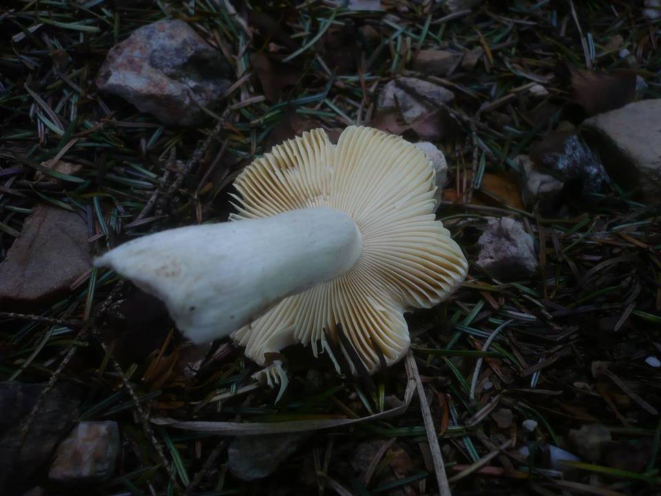 Russula curtipes image