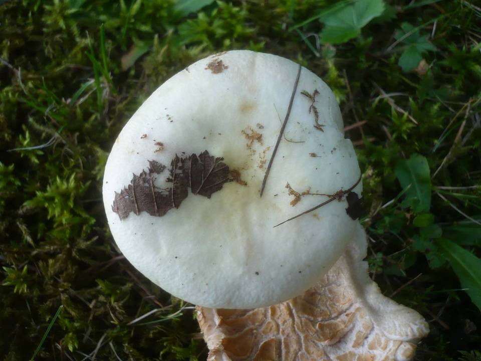 Russula galochroa image