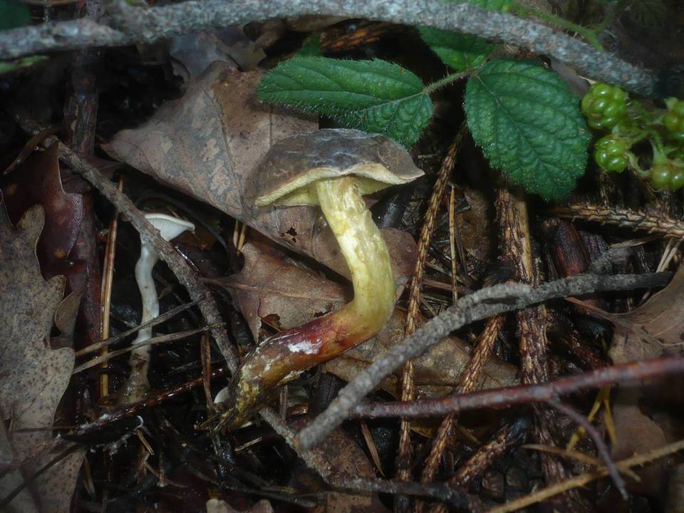 Boletus cisalpinus image