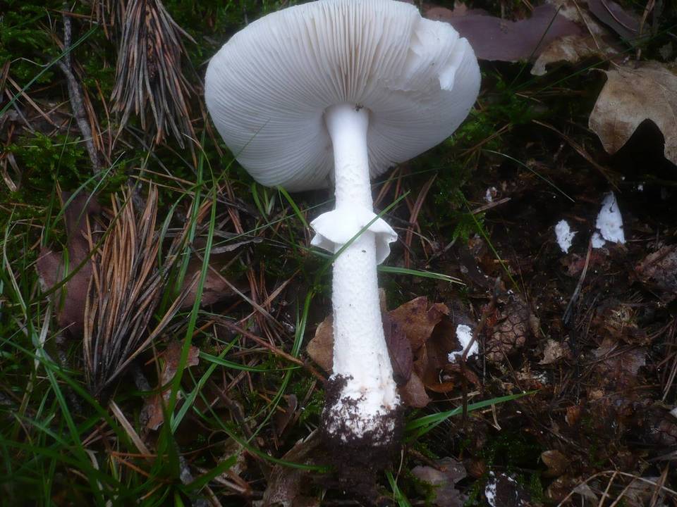 Amanita spissa var. alba image