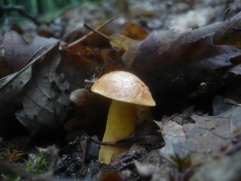 Aureoboletus gentilis image