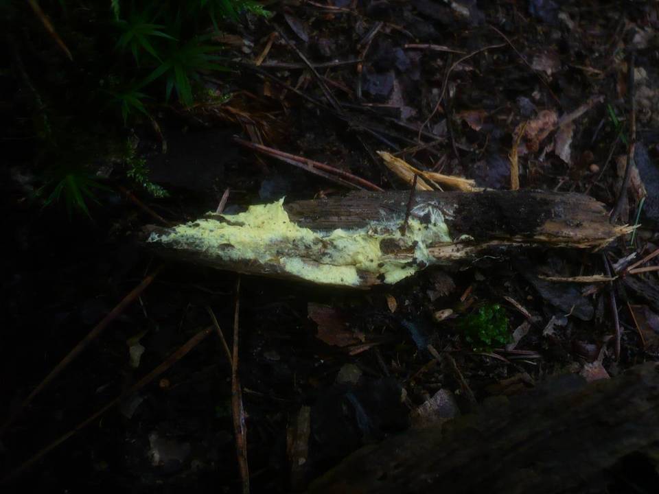 Ceraceomyces sulphurinus image
