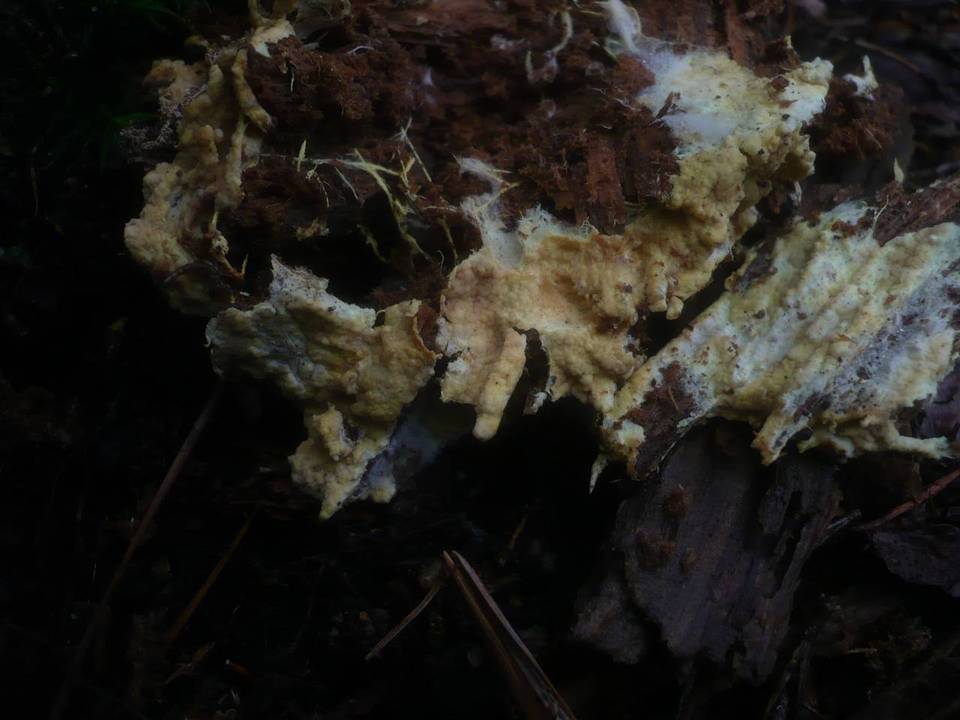 Ceraceomyces sulphurinus image