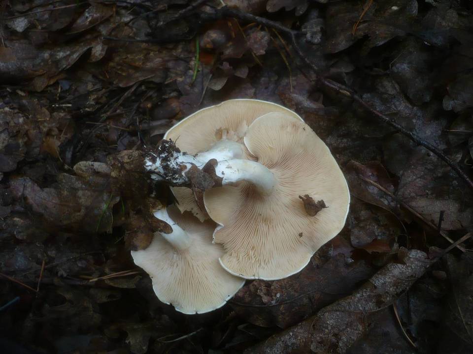 Clitopilus cystidiatus image