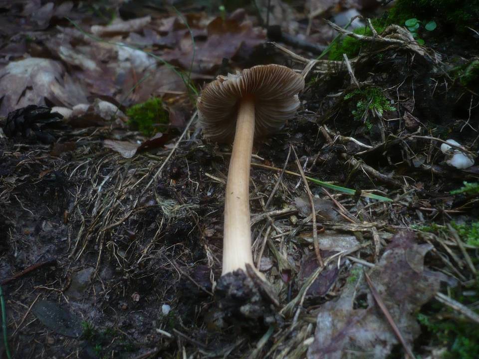Inocybe asterospora image