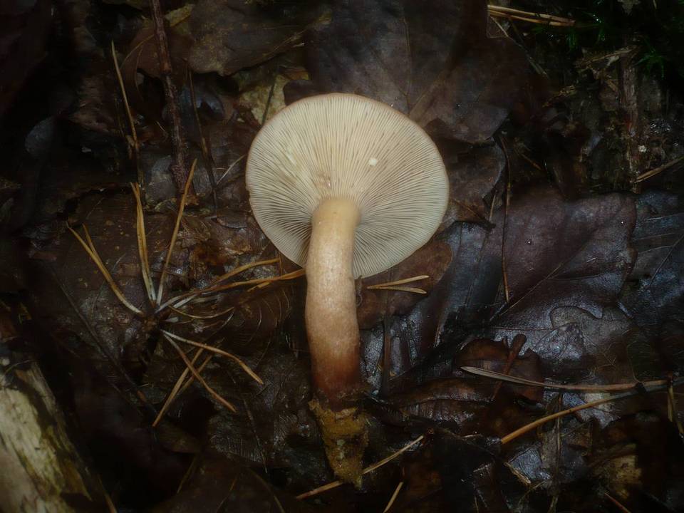Lactarius serifluus image