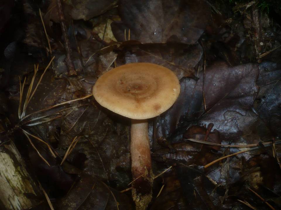 Lactarius serifluus image
