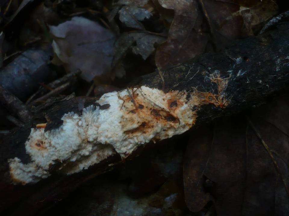 Phanerochaete sanguinea image