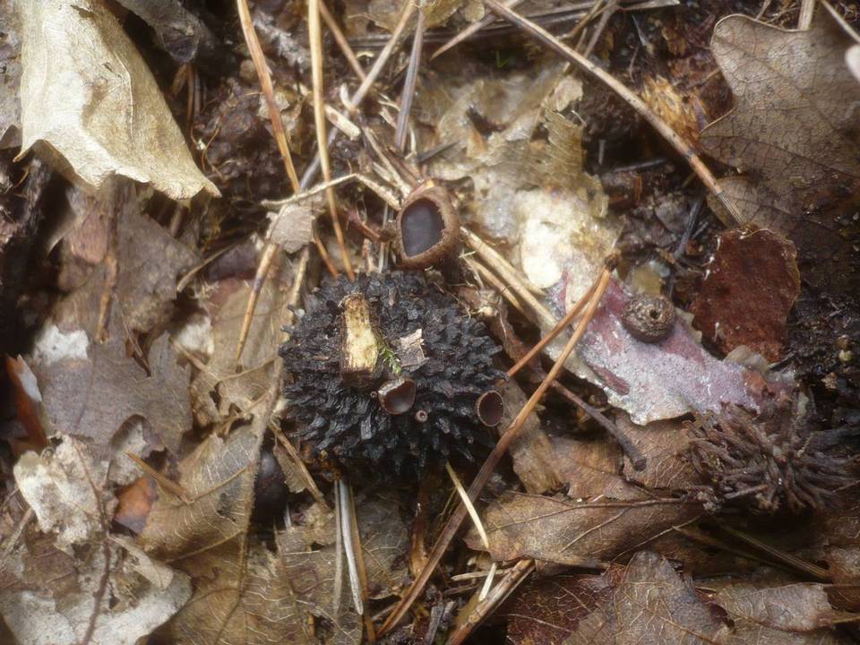 Lanzia echinophila image