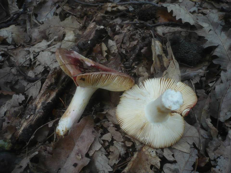 Russula melliolens image