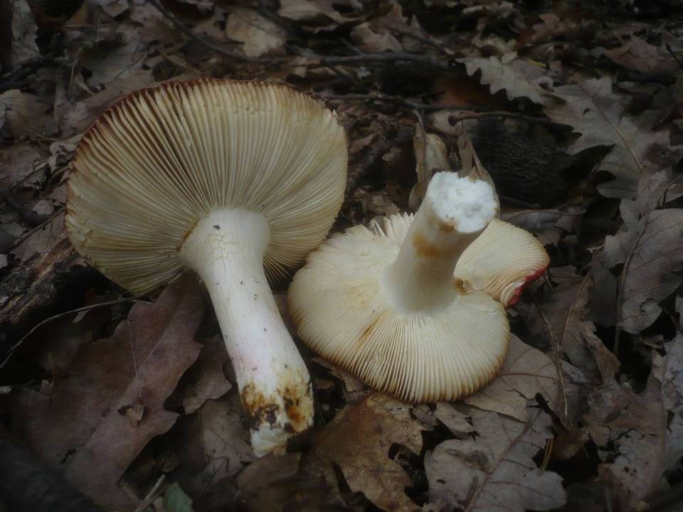 Russula melliolens image