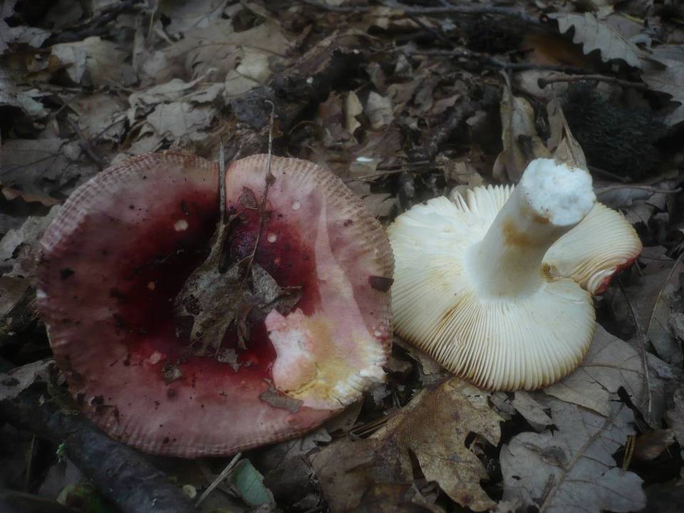 Russula melliolens image