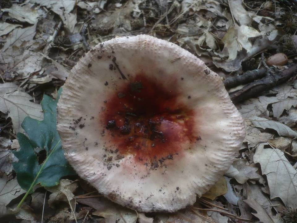 Russula melliolens image