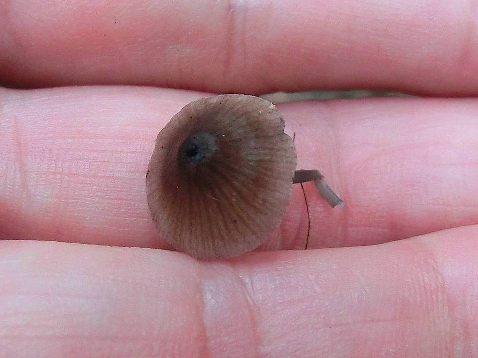 Entoloma placidum image