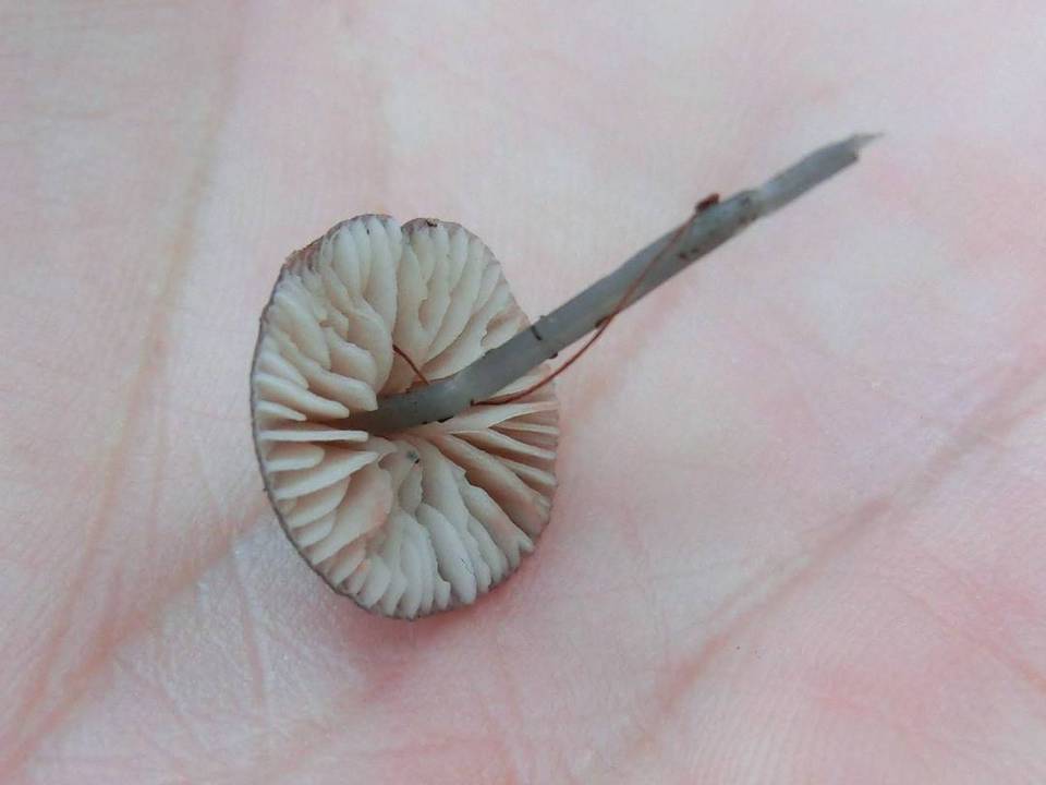 Entoloma placidum image