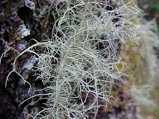 Usnea fragilescens var. mollis image