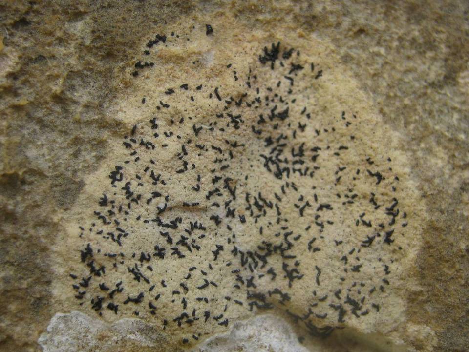 Arthonia calcarea image