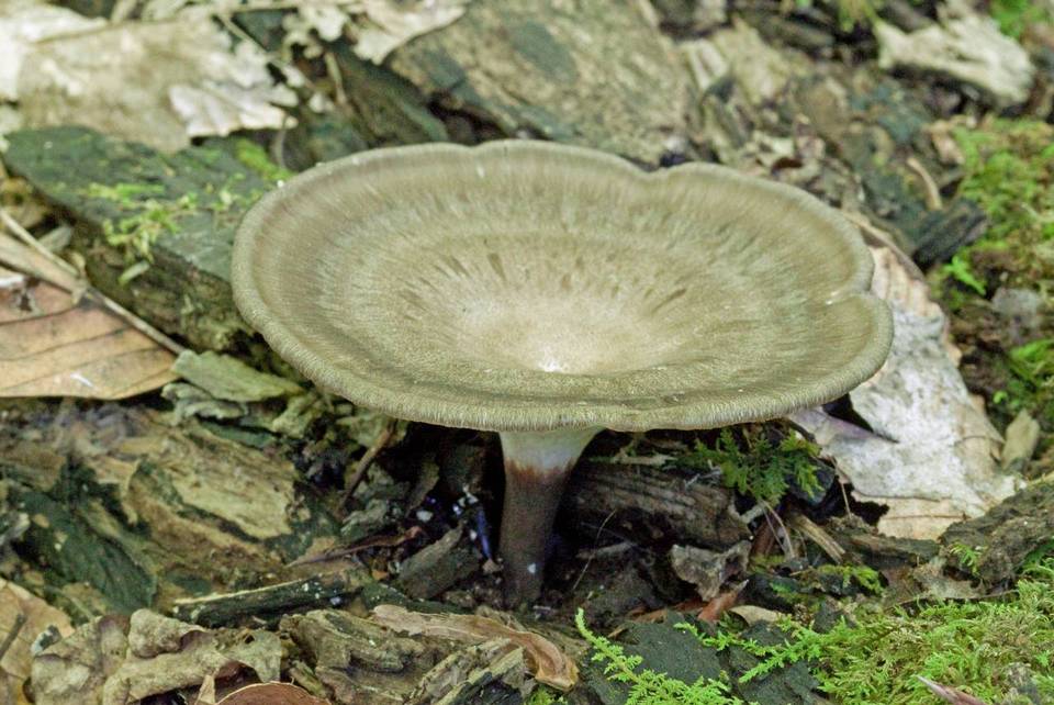 Polyporus tubaeformis image