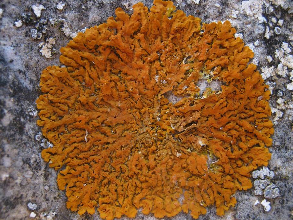 Xanthoria aureola image