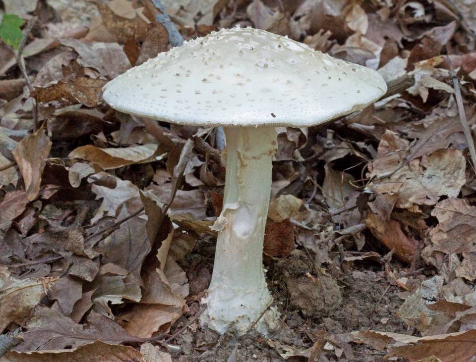 Amanita spissa var. alba image