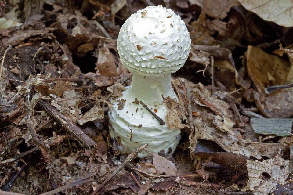 Amanita spissa var. alba image