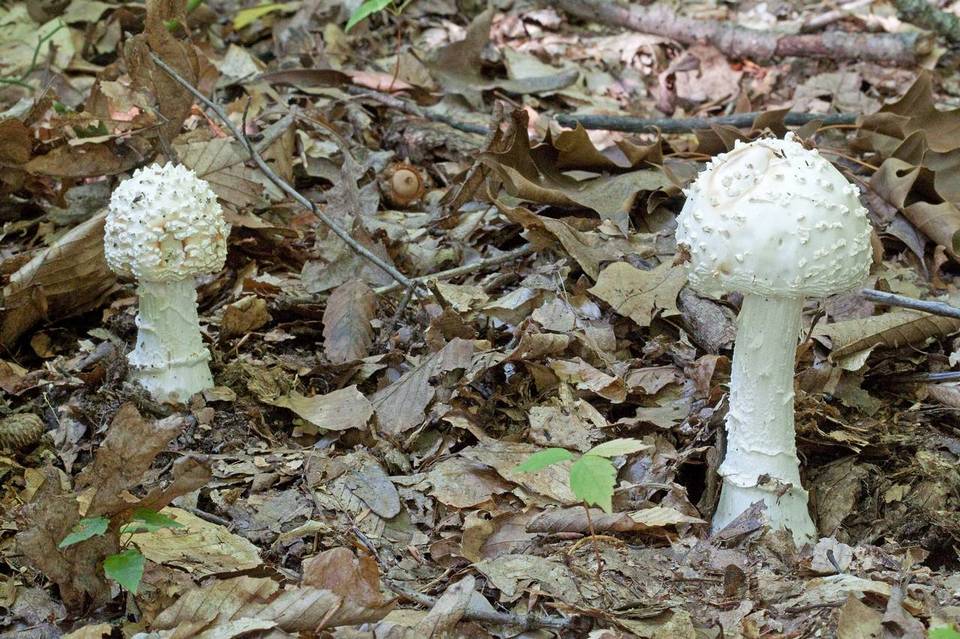 Amanita spissa var. alba image