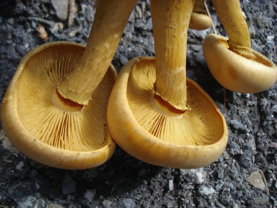 Gymnopilus luteus image